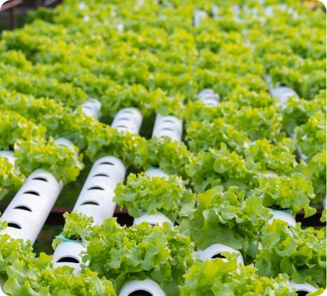 Vertical Farming - Objective, Techniques, Advantages & Disadvantages