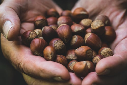 digitizing-the-hazelnut-value-chain